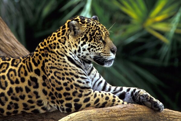 Foto di leopardo in natura che riposa su un ramo