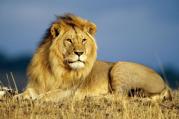 Le roi de la faune - Lion