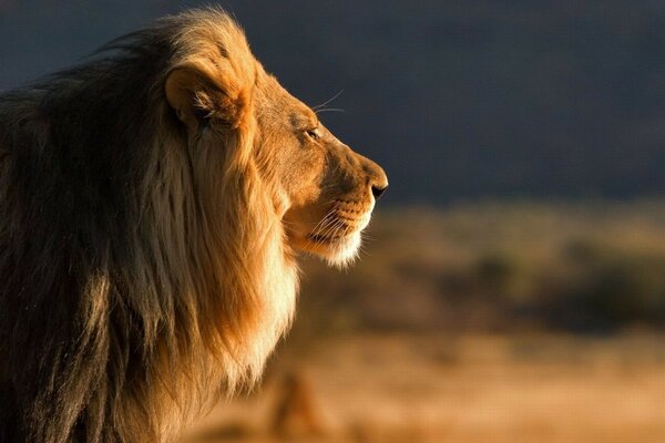 The lion looks into the distance at sunset