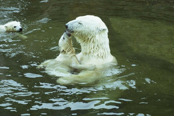 Ours polaires se baignent dans l eau