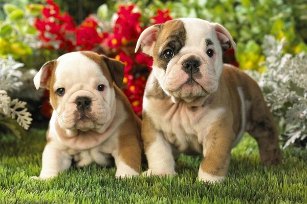 Deux mignons chiens tachetés