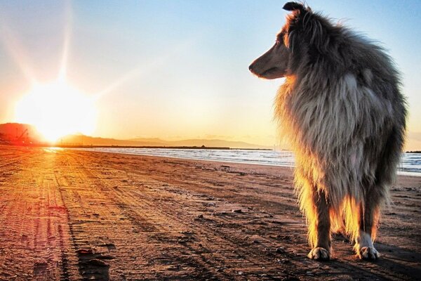 Köpek kum üzerinde gün batımını karşılıyor