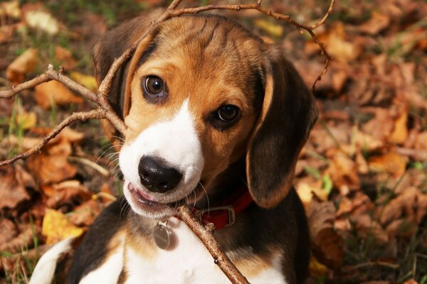 Buddy gioca con la bacchetta