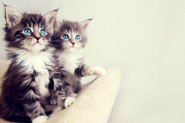 Two wonderful cute kittens