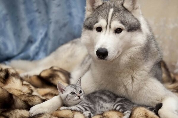 A picture of a husky dog with a cat on a blanket