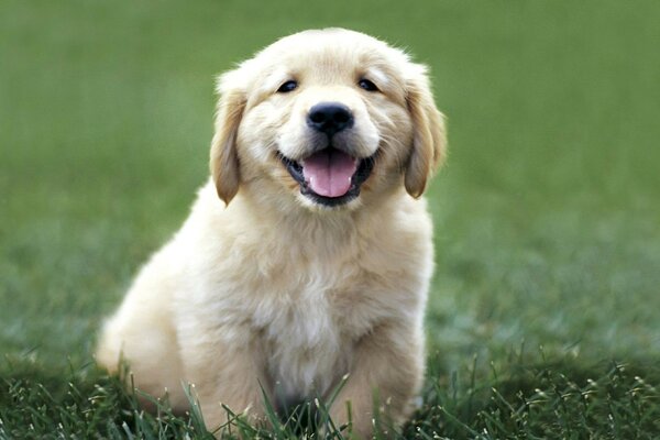 Cute little dog smiles cheerfully