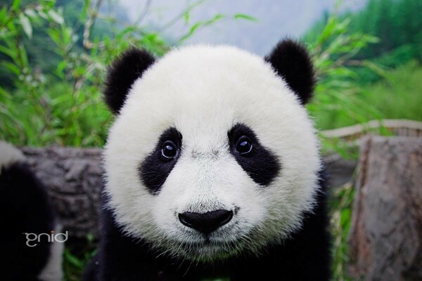 Ein süßer und charmanter Panda mit freundlichen Augen