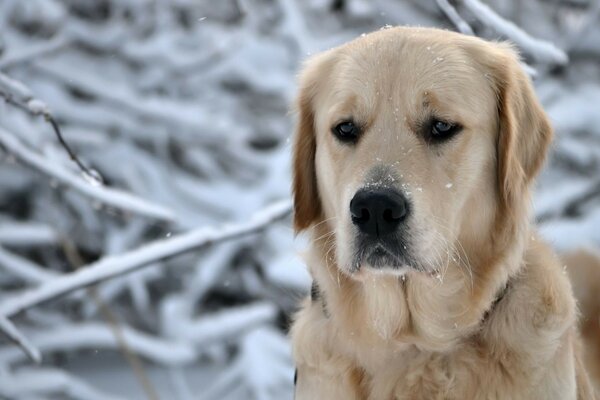 Chien roux dans la forêt d hiver