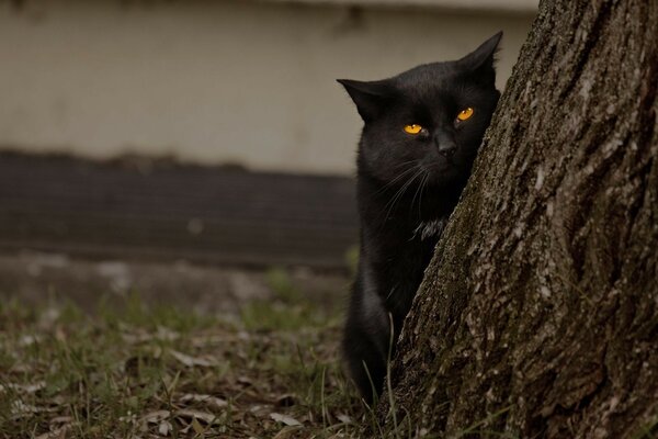 A black cat hides behind a tree