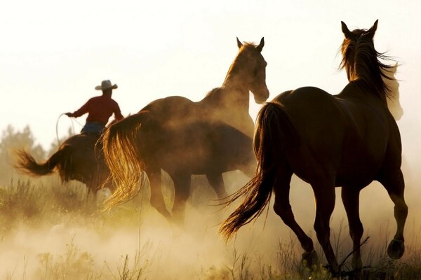 Pferde rennen im Staub mit Cowboy-Verfolger