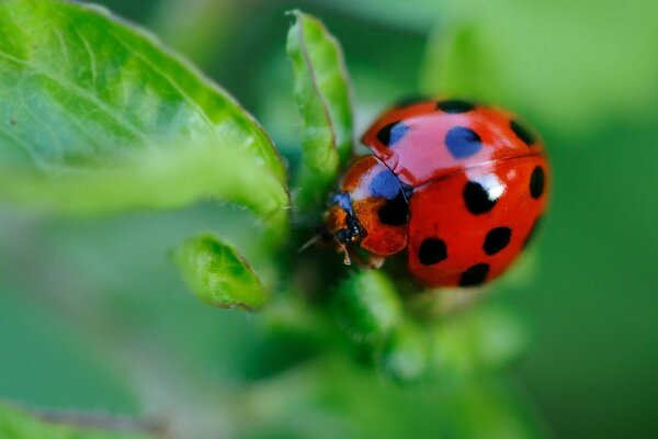 Photo of a ladybug on a green leaf