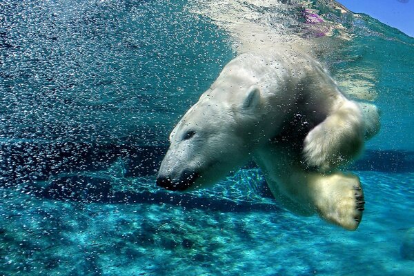 Polar bear dives under the water