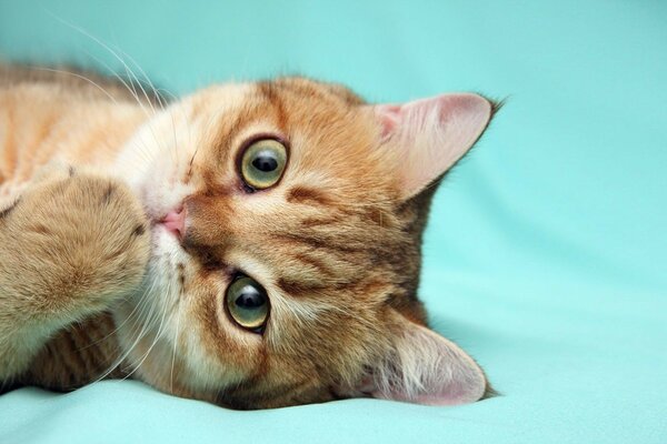 Chaton sur le tissu. Mignons.. Chat