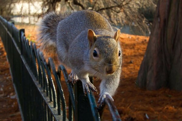 A gray squirrel walks along the fence