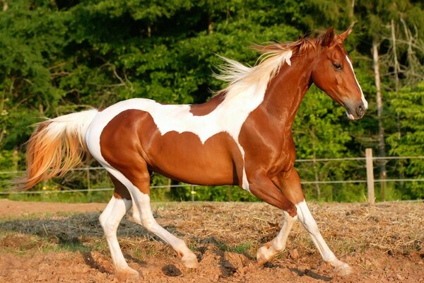 Hermoso caballo con increíble color