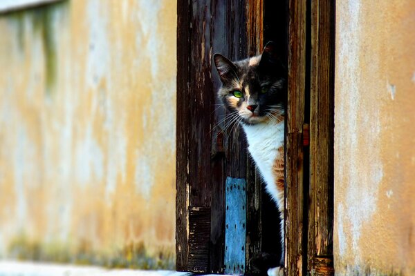 Katze in der Türöffnung