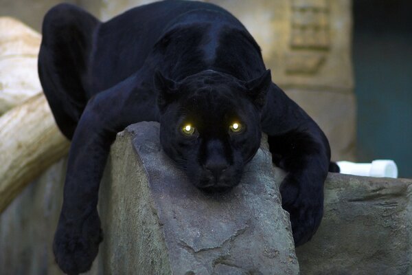 Leuchtende Augen eines schwarzen Hundes