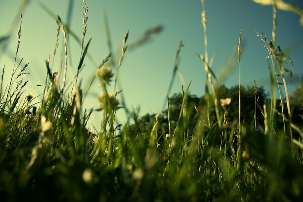 Thick grass under the summer sky