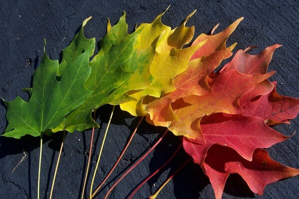 Autumn colorful maple leaves