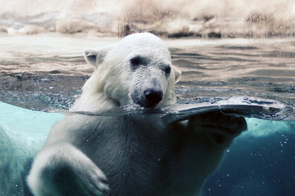 Urso polar espirra em água fria