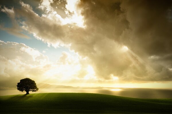 Albero solitario in un campo contro il sole