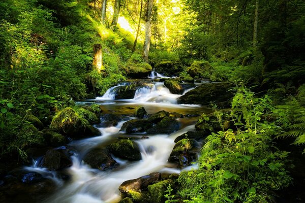 Wald Fluss auf dem Hintergrund von hellem Grün