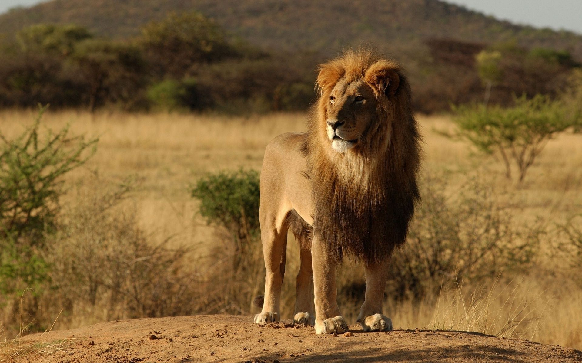 lions mammal lion wildlife animal cat safari grass outdoors