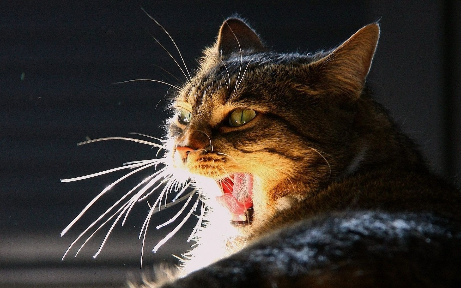 katze katze säugetier haustier tier niedlich porträt kätzchen auge fell inländische kleine