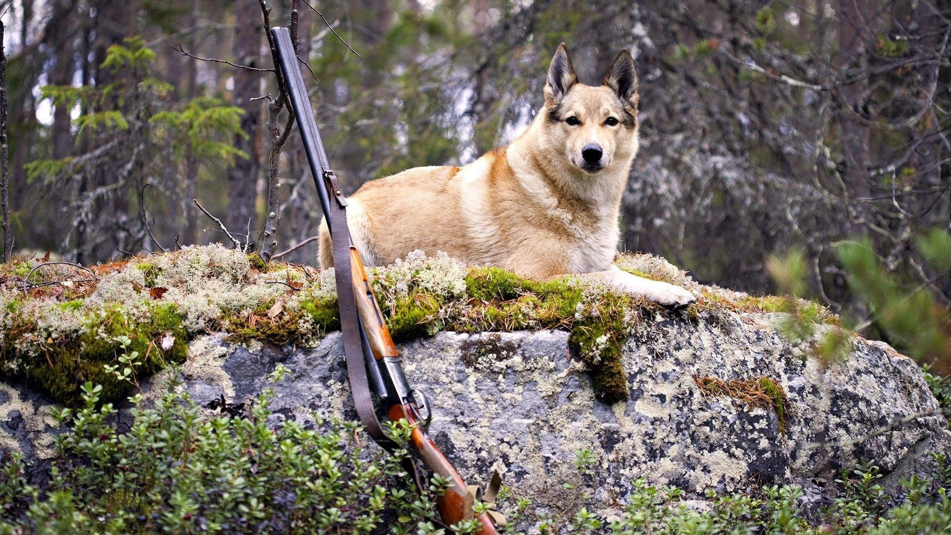 hunde natur im freien holz gras wild sommer baum