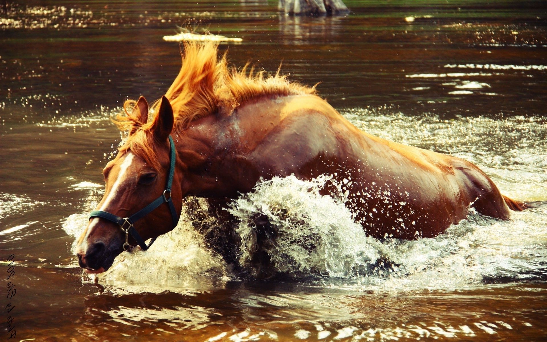 cavalos água rápido cavalo ação mamífero movimentos pressa criação de cavalos mare corrida cavalaria ao ar livre sozinho natureza equestre animal verão