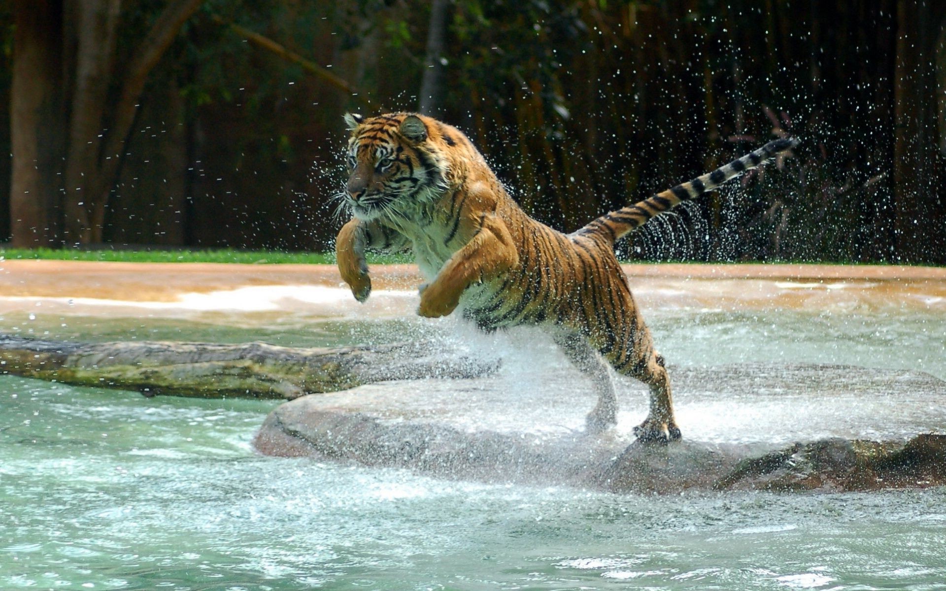 tygrysy woda dzika dzika natura ssak zwierzę duży drapieżnik niebezpieczeństwo tygrys zoo kot dżungla na zewnątrz myśliwy