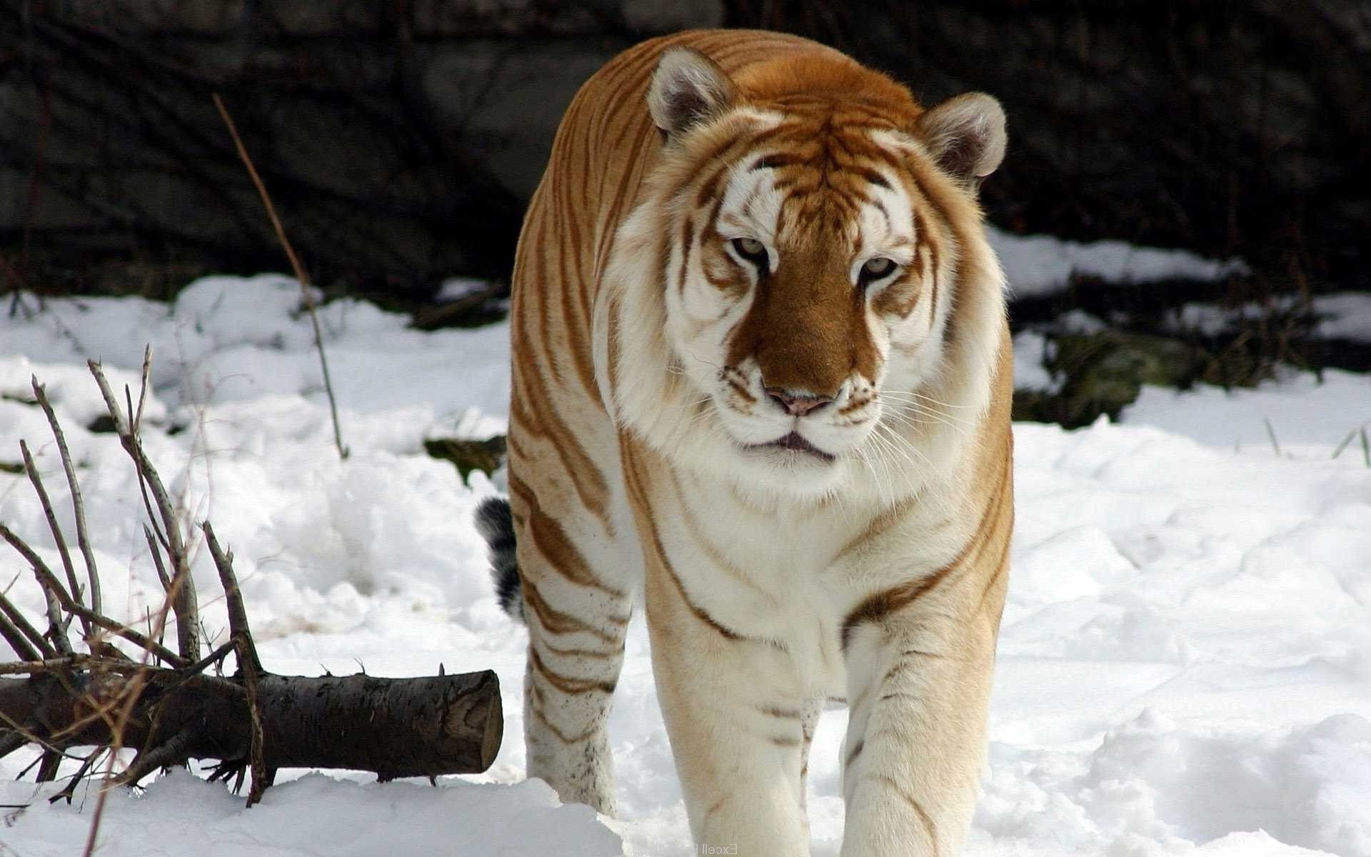 tiger schnee winter säugetier tierwelt natur wild katze raubtier tier gefahr tiger jäger groß