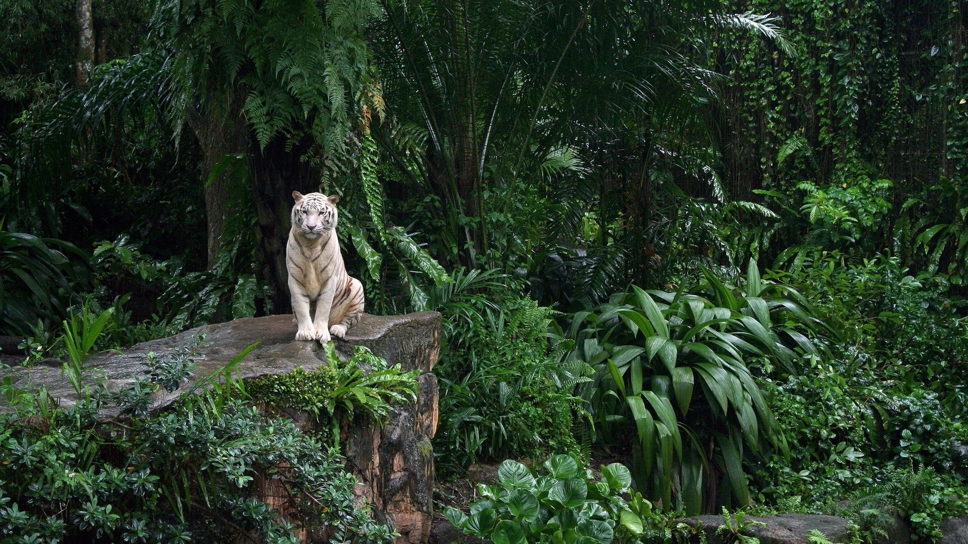 tigres naturaleza árbol mamífero al aire libre madera selva tropical selva parque vida silvestre