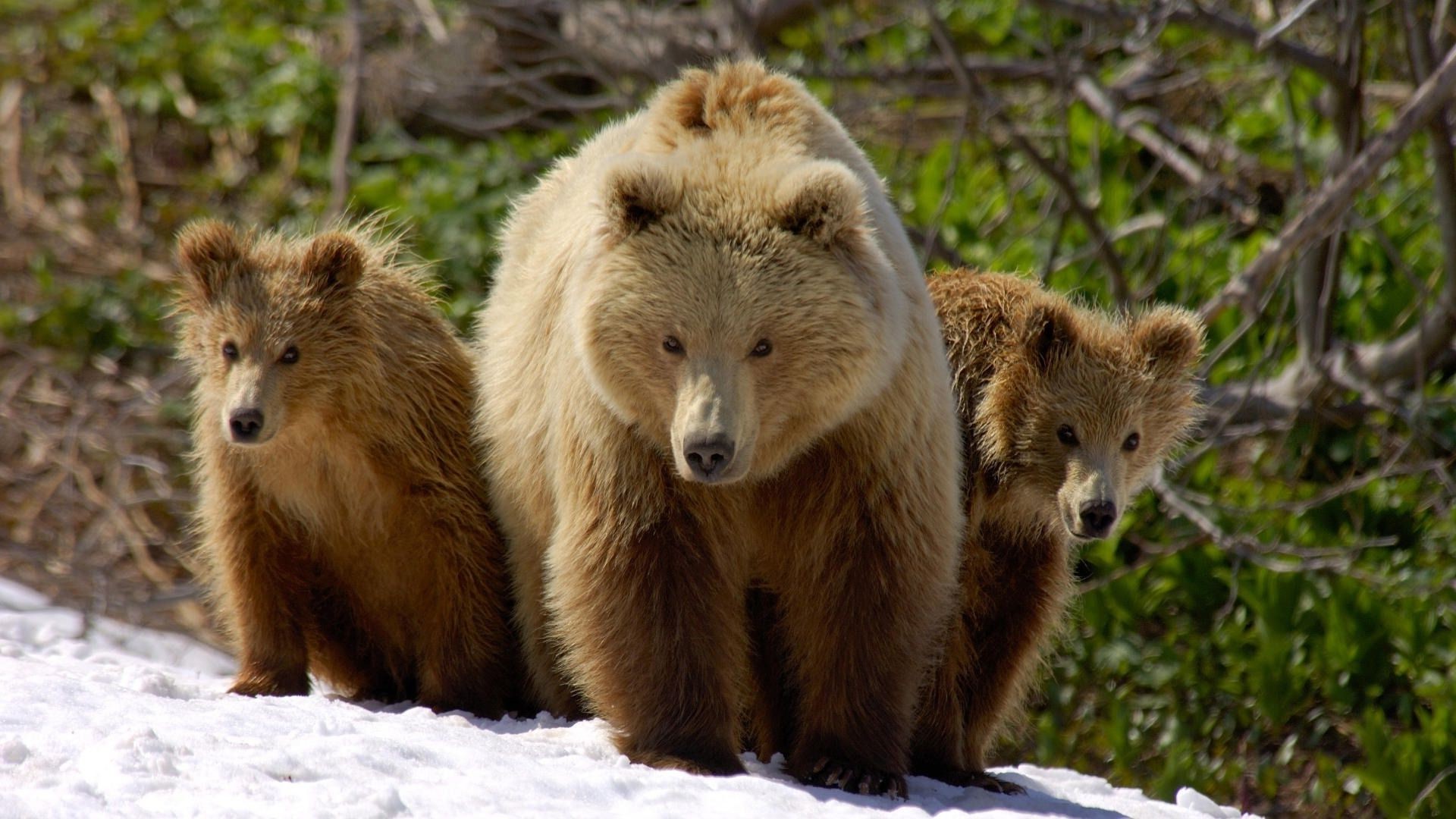 niedźwiedzie dzika przyroda ssak natura zwierzę dziki na zewnątrz futro drapieżnik mięsożerca zoo drewno