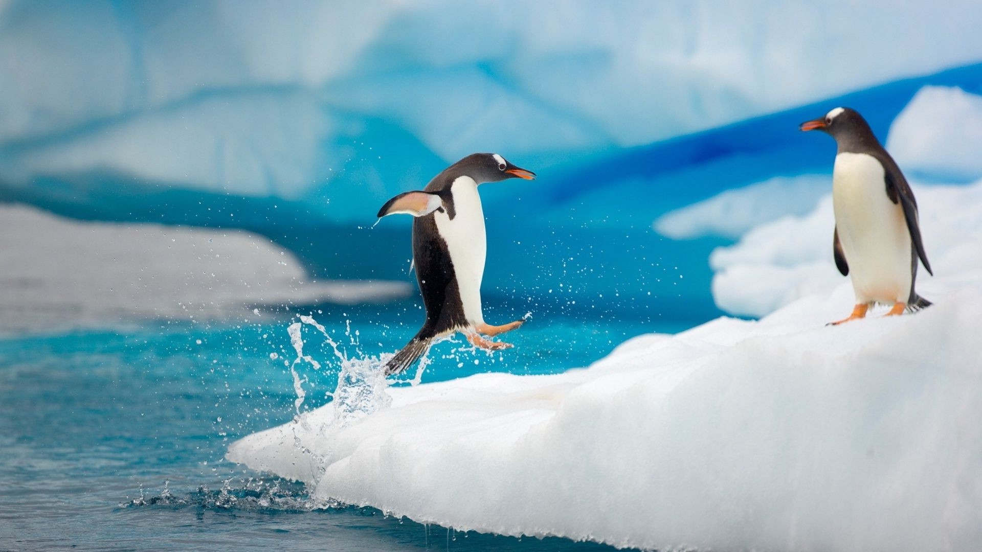 animais pássaro vida selvagem natação água mar animal oceano natureza gelado