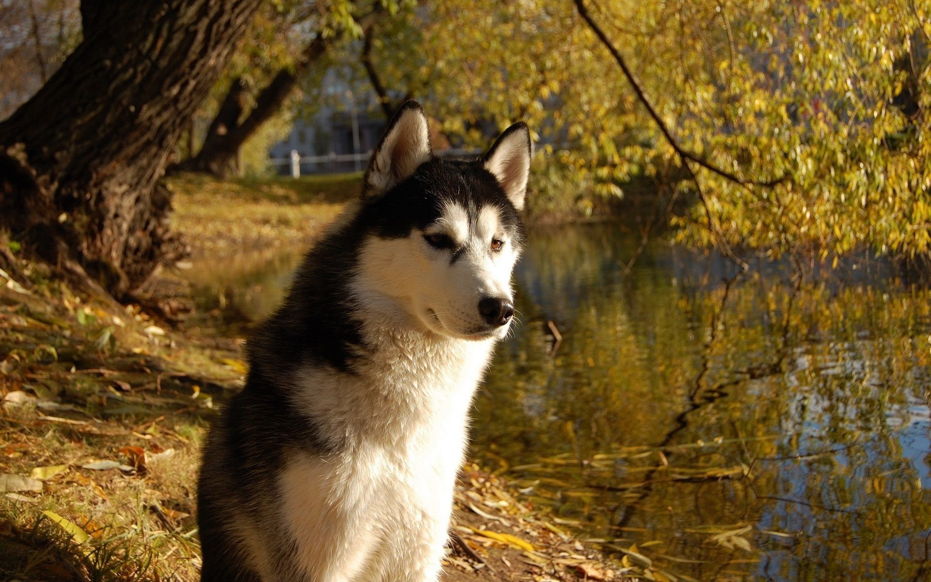 cani mammifero natura all aperto gelido canino animale ritratto fauna selvatica cane uno