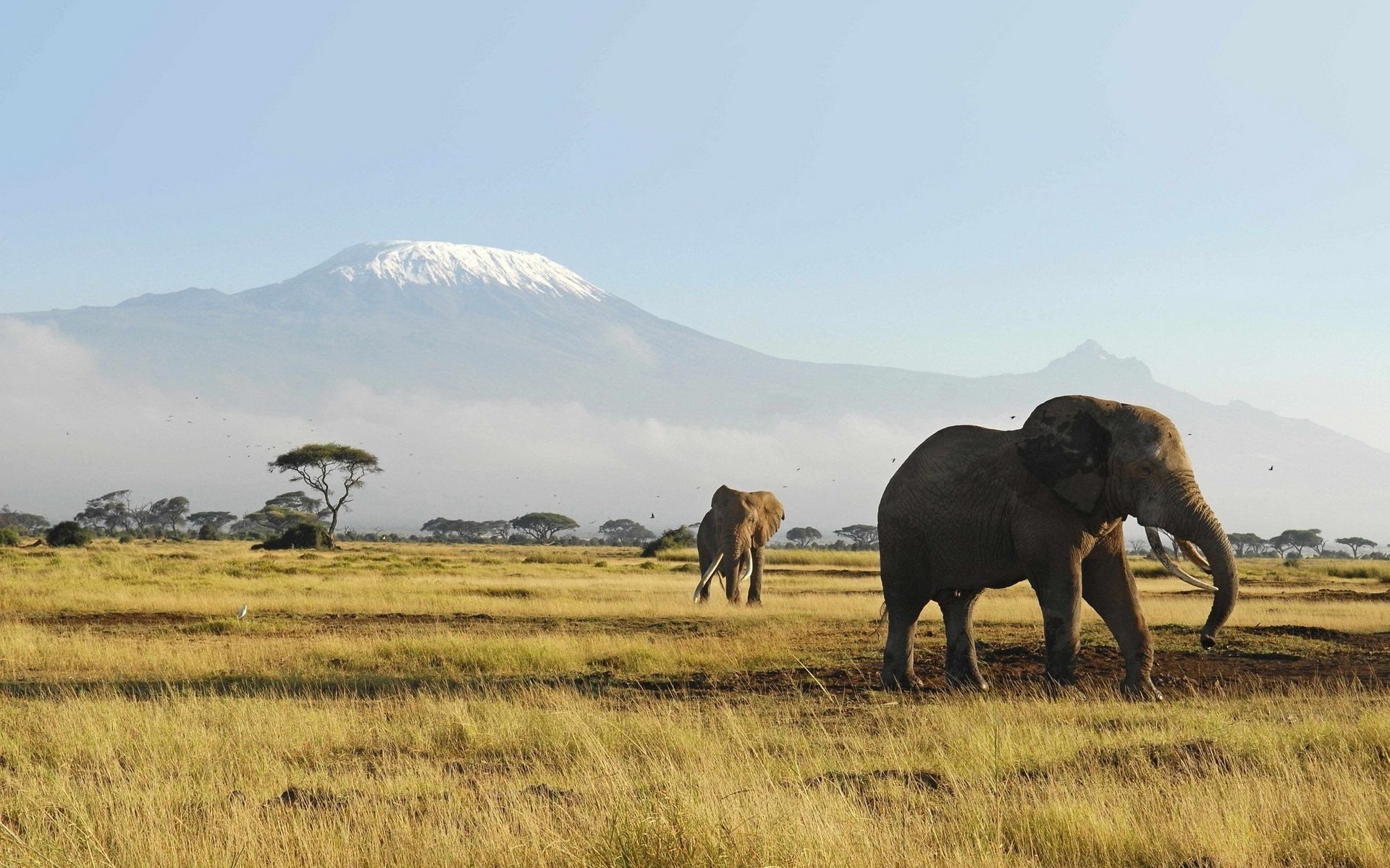 elephants mammal grassland landscape wildlife travel outdoors grass nature elephant sky animal safari