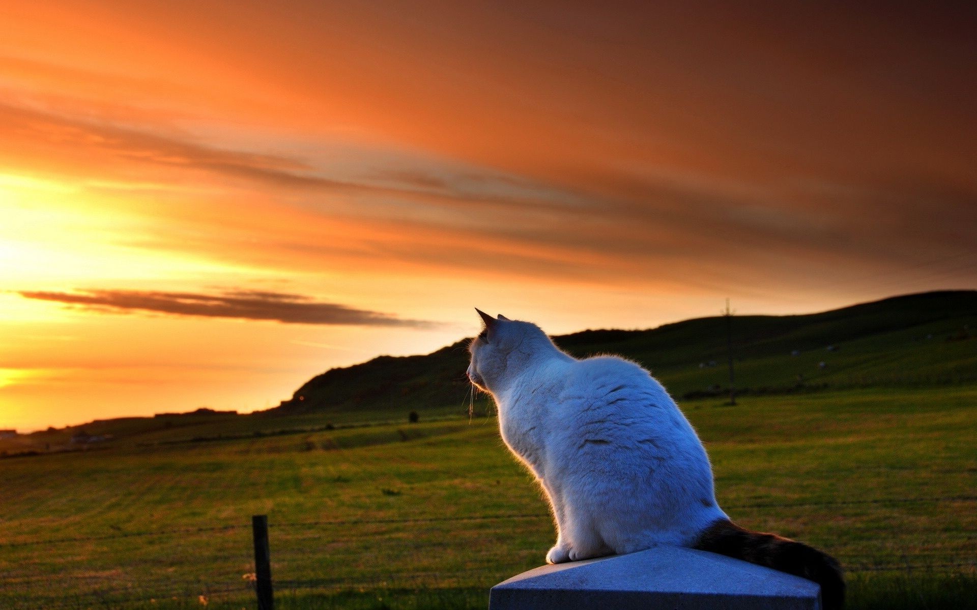 cats sunset outdoors dawn sun sky grass nature landscape dusk