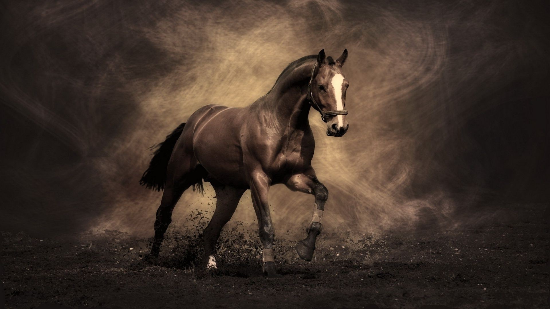 chevaux cavalerie mare cheval mammifère monochrome assis élevage de chevaux étalon