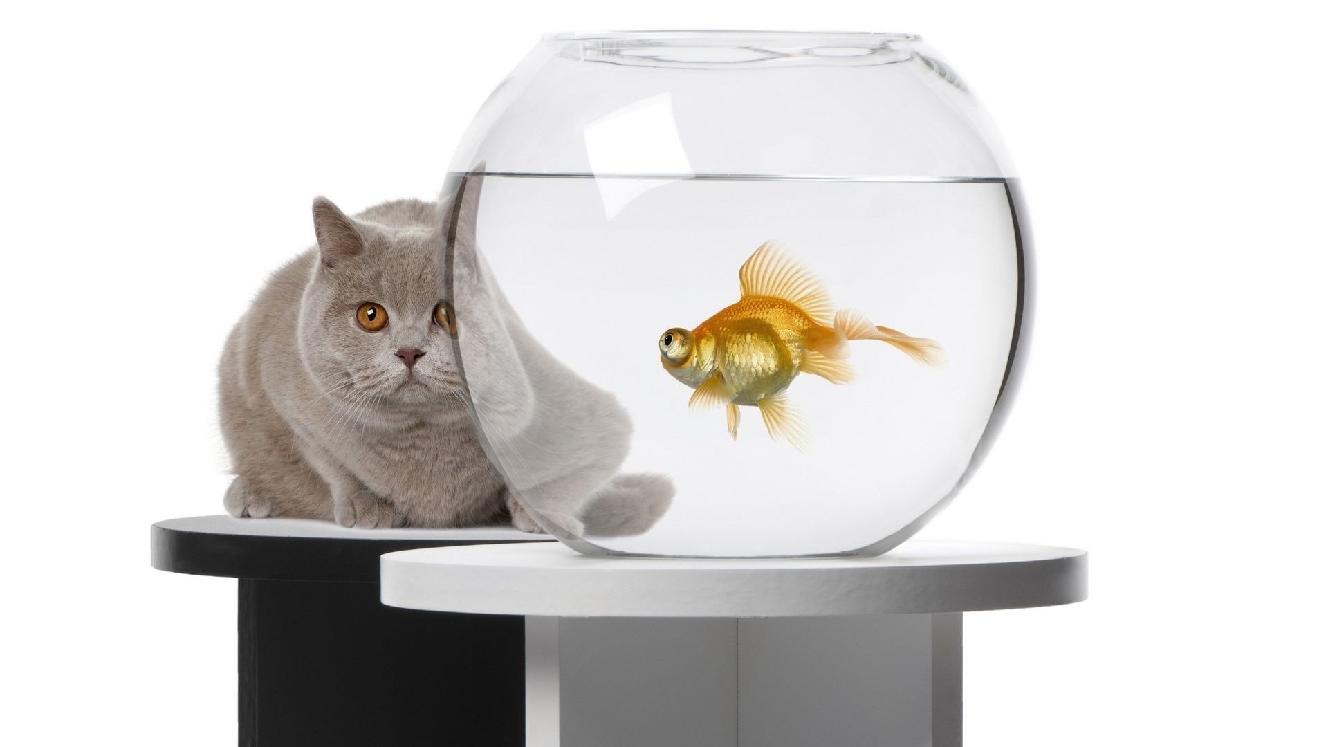 animaux poisson rouge animal de compagnie isolé aquarium domestique mignon animal aperçu peu jeune bureau un chat drôle studio nature