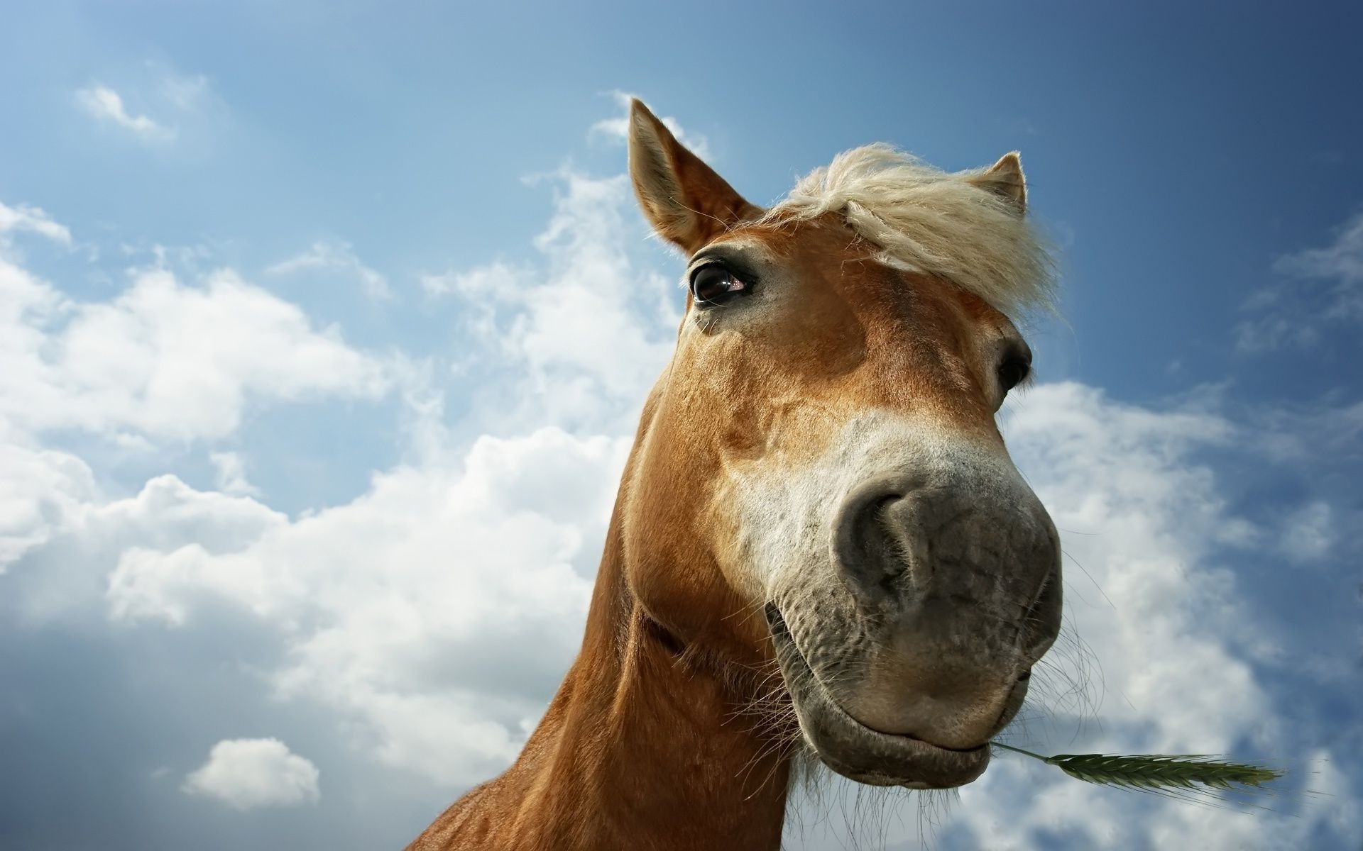 horses mammal animal cavalry portrait sky farm nature head mare mane pasture grass livestock