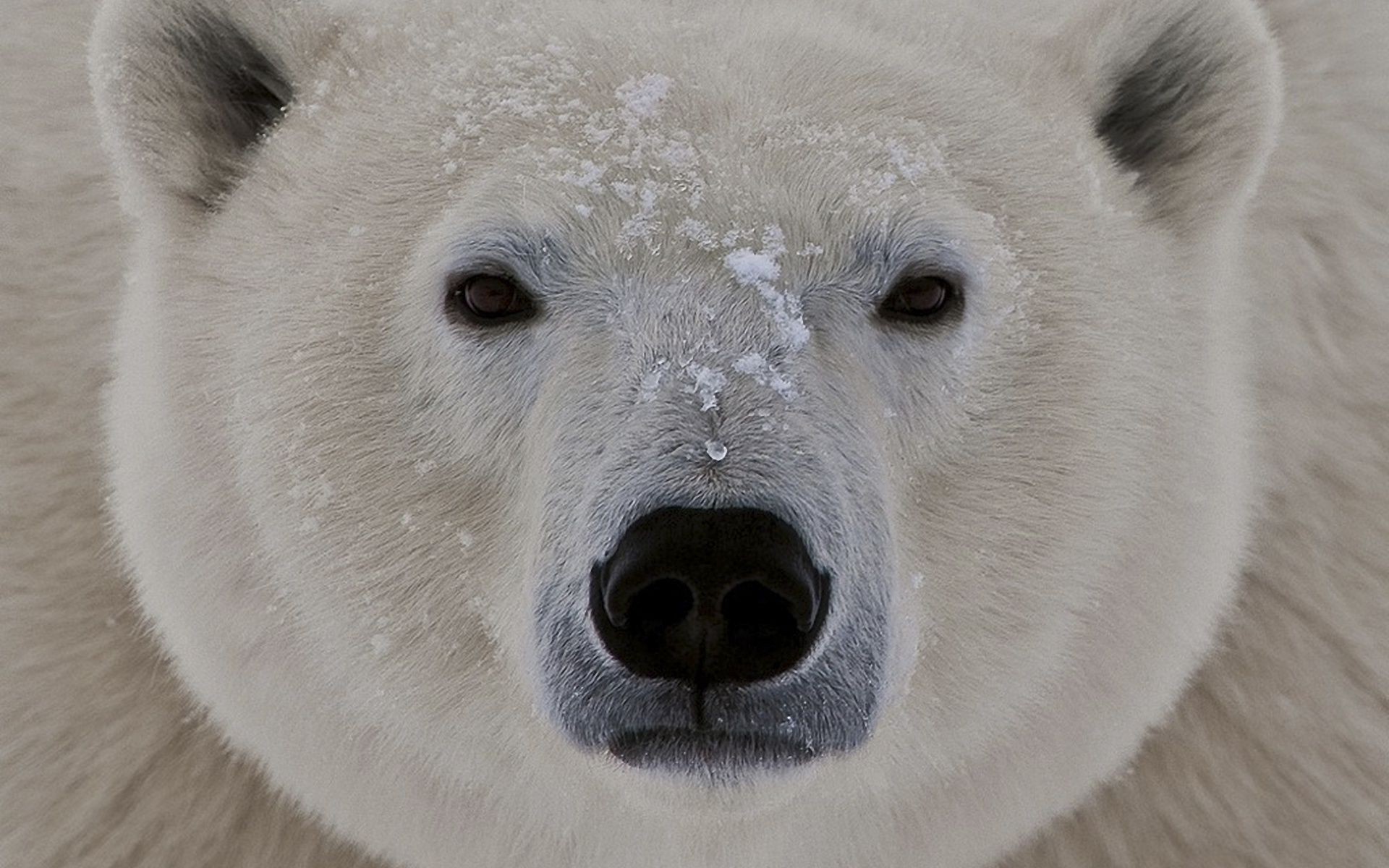 bären säugetier frostig schnee winter tier natur kälte tierwelt porträt eins polar fell im freien niedlich