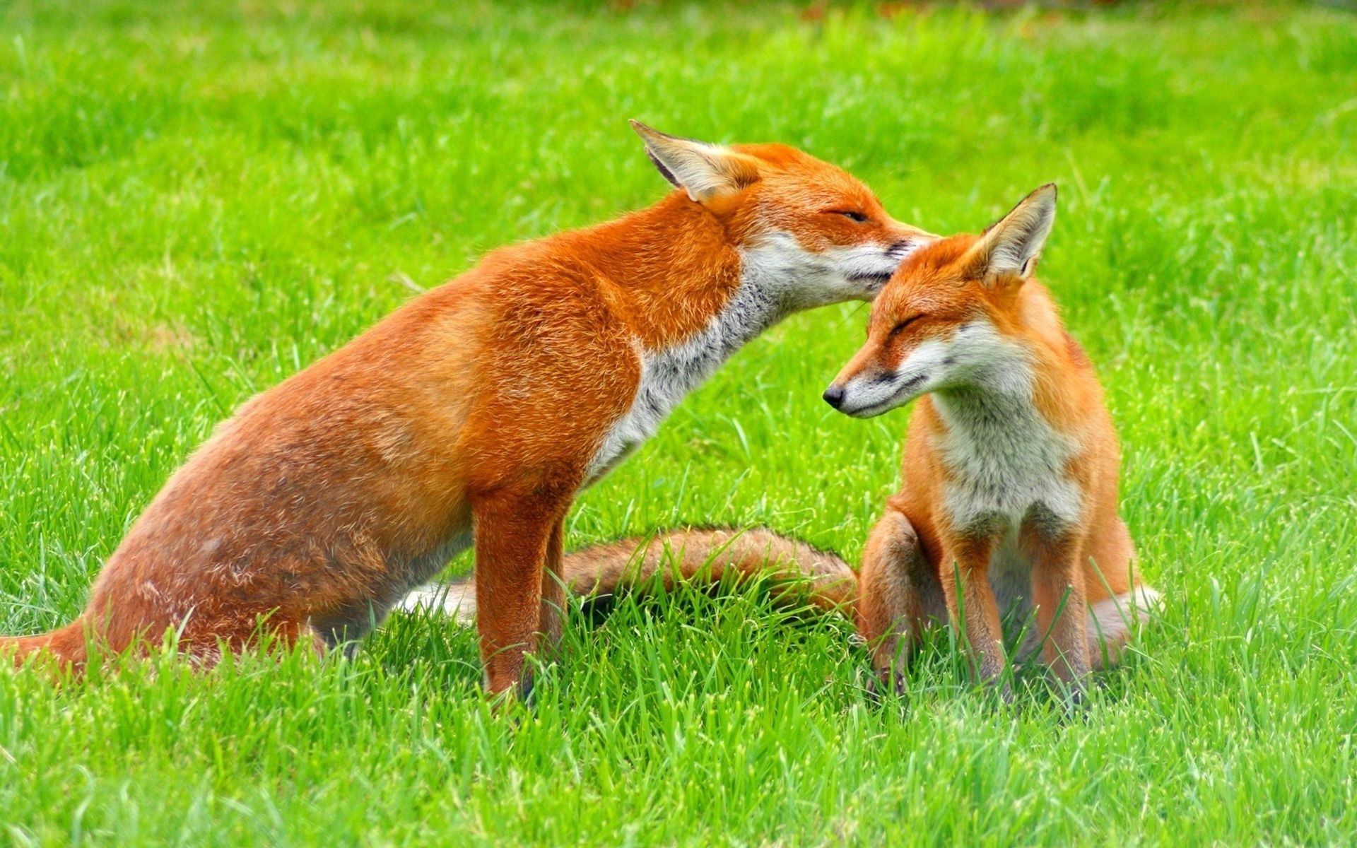 fox mammal grass animal cute hayfield nature fur wildlife wild young field baby little