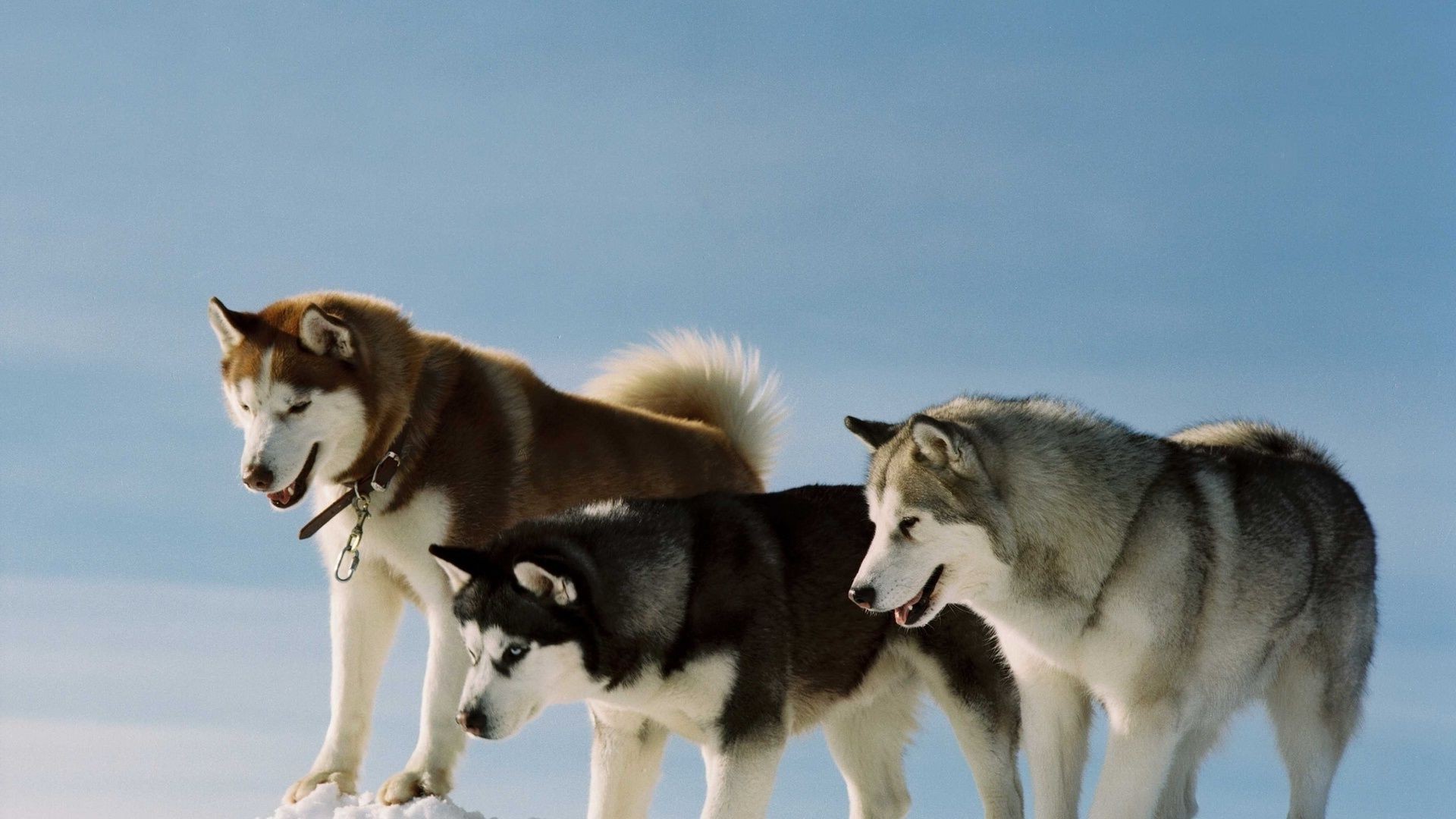 perros perro mamífero perro lobo frosty trineo animal perro esquimal ver retrato lindo esquimal invierno dos piel nieve mascota polar ojo