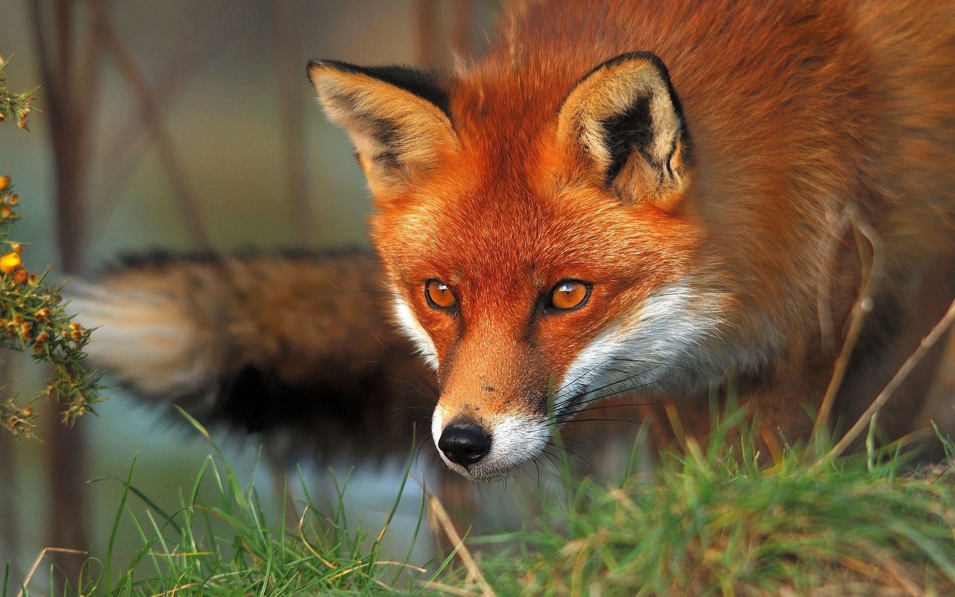 zorro mamífero animal vida silvestre naturaleza lindo piel salvaje hierba