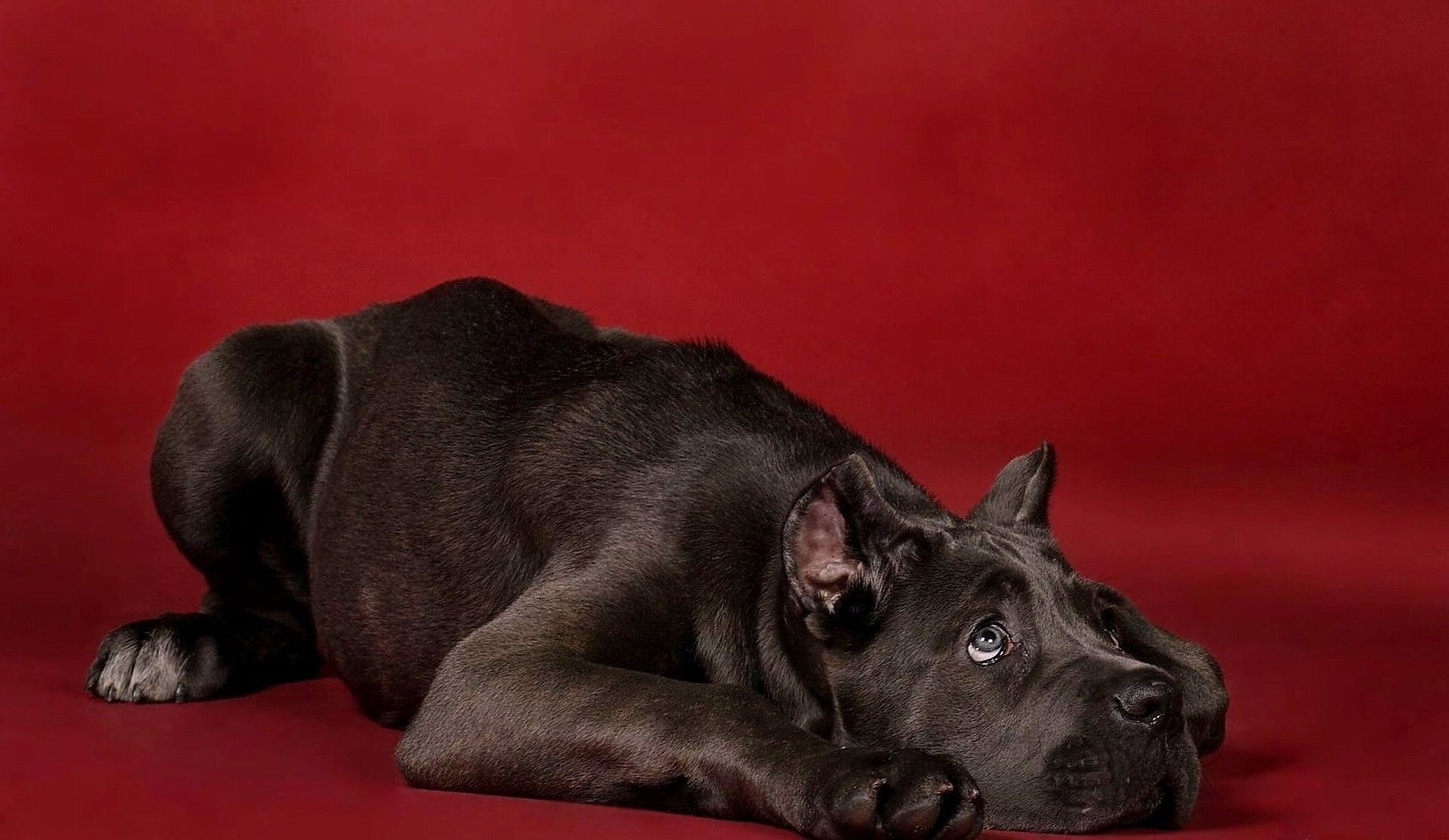 cães cão mamífero cinegrafista animal de estimação retrato filhote de cachorro fofa animal estúdio doméstico sozinho raça puro-sangue sente-se