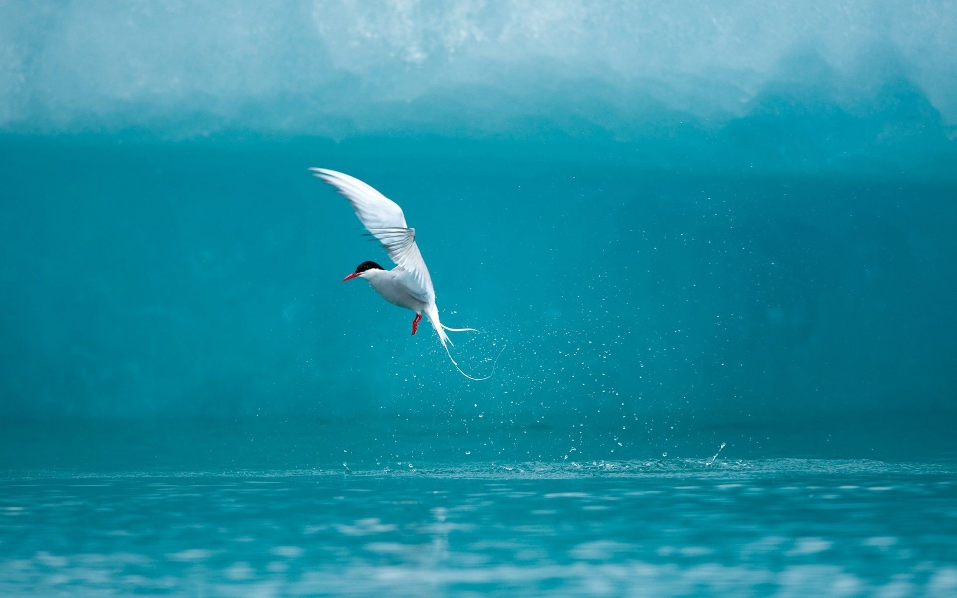 animals water sea ocean bird nature seagulls beach outdoors wildlife sky summer sun