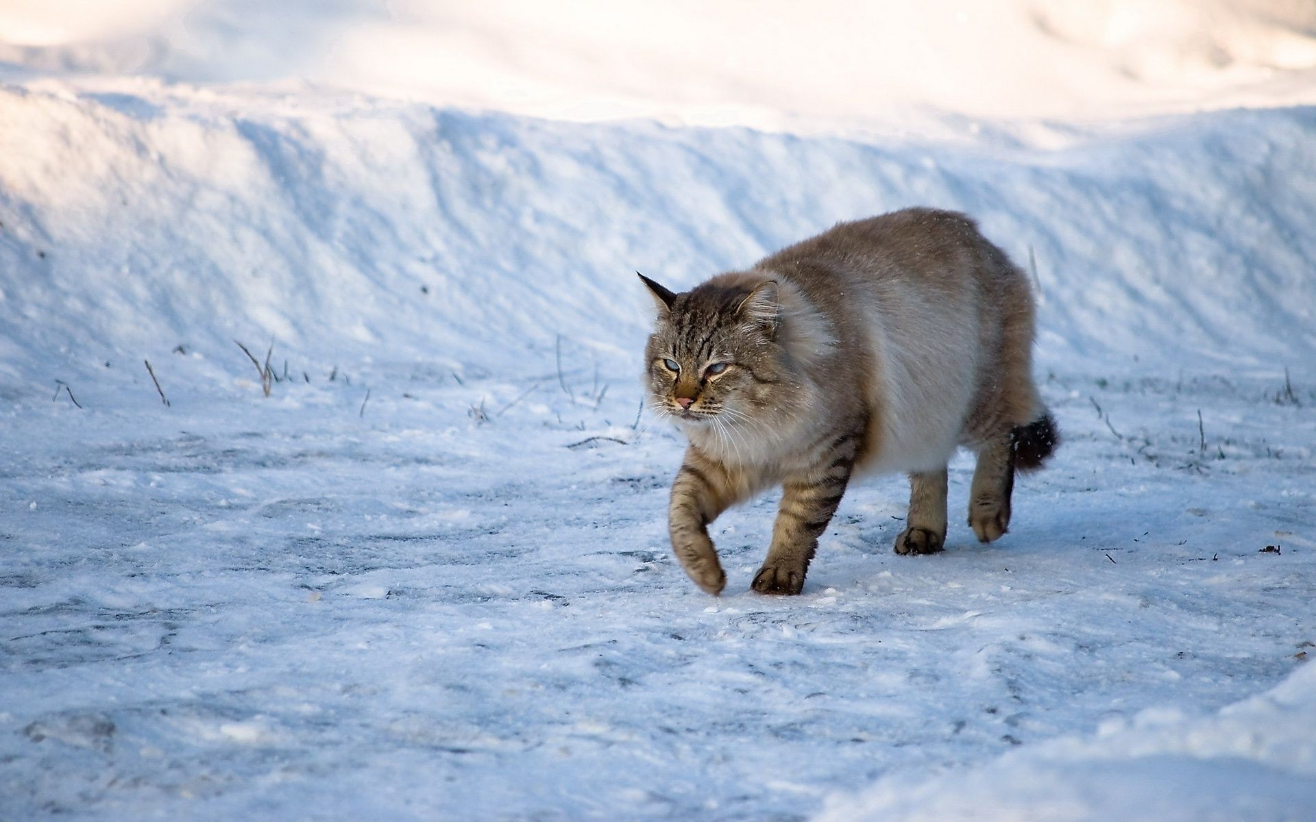 animais neve inverno frio gelo gelado ao ar livre natureza mamífero congelado geada gato