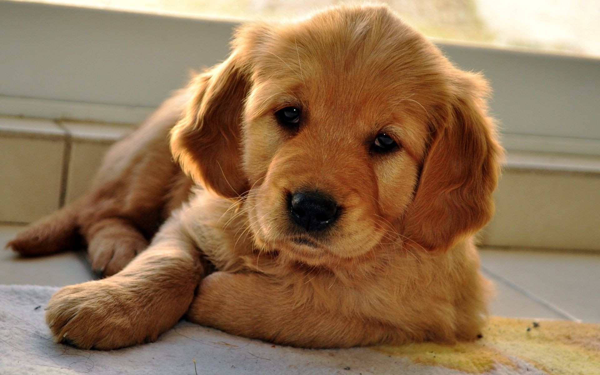 hund hund haustier welpe niedlich hundeführer retriever säugetier porträt inländische wenig tier fell golden retriever sitzen rasse liebenswert anzeigen