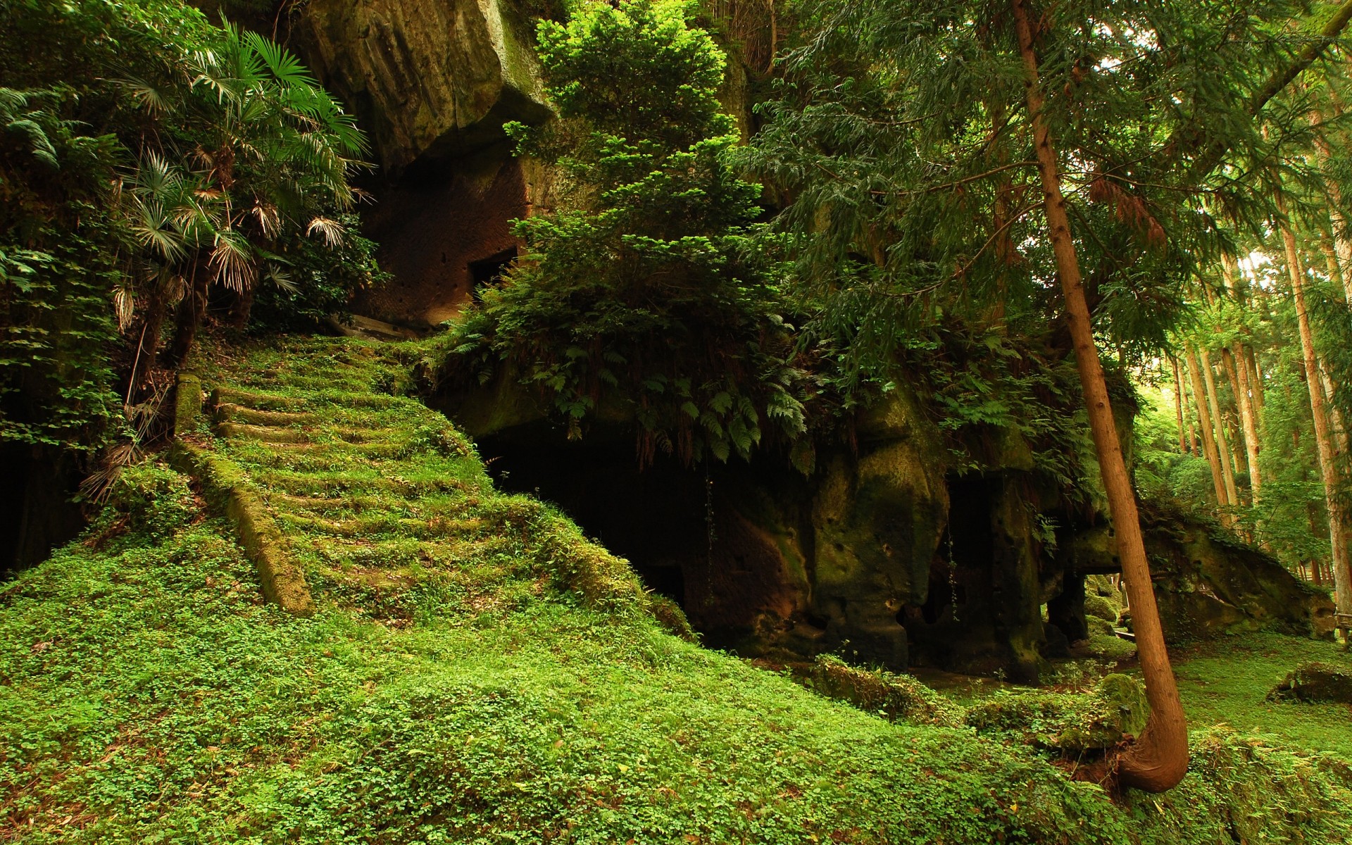 景观 木材 树 自然 叶 户外 景观 郁郁葱葱 公园 旅游 雨林 环境 增长 徒步旅行 夏天 日光 指南 步道 风景 植物